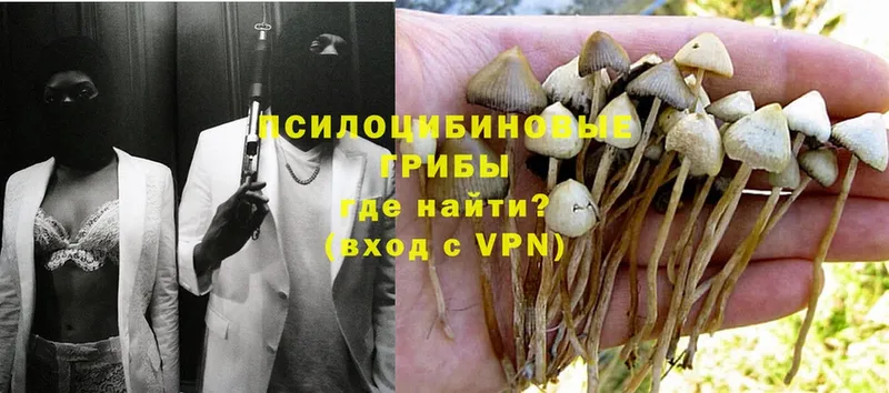 Псилоцибиновые грибы Psilocybe  Заринск 